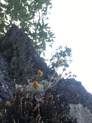 Eriogonum villosissimum