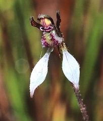 Eriochilus collinus collinus