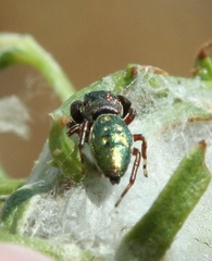 Sassacus papenhoei