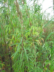 Artemisia selengensis