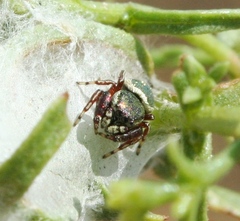 Sassacus papenhoei
