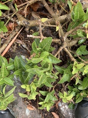 Ficus ingens