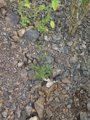 Bidens parviflora