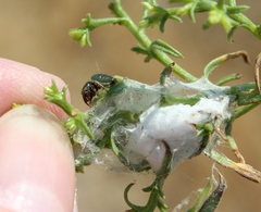 Sassacus papenhoei