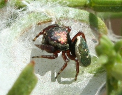 Sassacus papenhoei