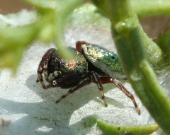 Sassacus papenhoei