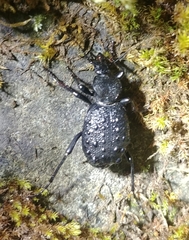 Cychrus tuberculatus