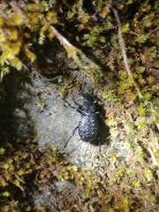 Cychrus tuberculatus