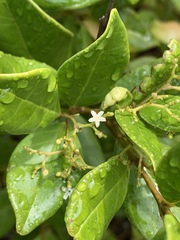 Cassinopsis tinifolia