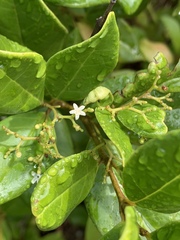 Cassinopsis tinifolia