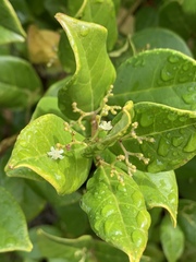 Cassinopsis tinifolia