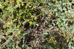 Spermacoce nesiotica