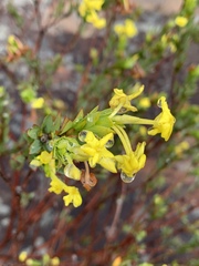 Lasiosiphon triplinervis