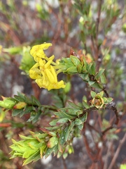 Lasiosiphon triplinervis