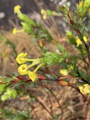 Lasiosiphon triplinervis