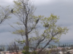 Hemiphaga novaeseelandiae