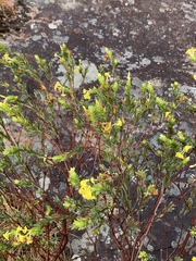 Lasiosiphon triplinervis