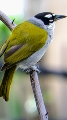 Phaenicophilus palmarum