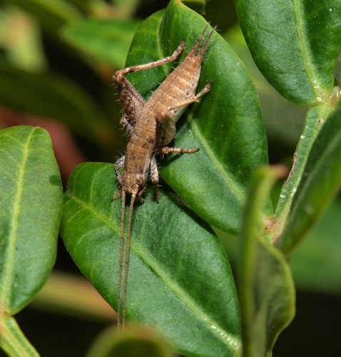 Ljuskavi šturak grmušar (Arachnocephalus vestitus)