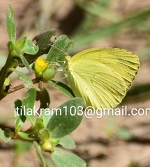 Eurema hecabe