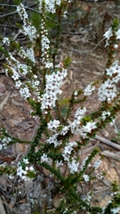 Epacris gunnii