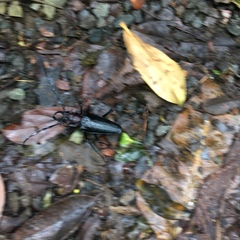 Psalidognathus modestus