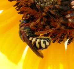 Dianthidium