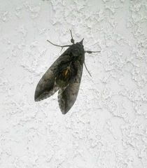 Eudocima serpentifera