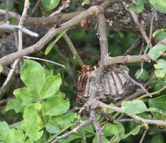 Polistes dorsalis clarionensis