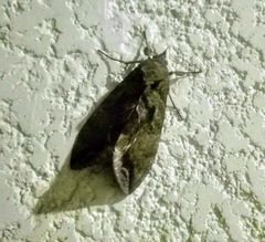 Eudocima serpentifera