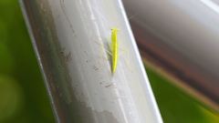 Tropidomantis gressitti