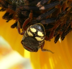Dianthidium