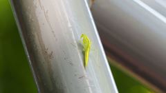 Tropidomantis gressitti