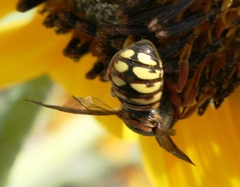Dianthidium