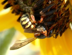 Dianthidium