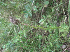 Cirsium pendulum