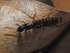 Gabrius splendidulus