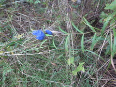 Gentiana triflora