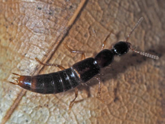 Gabrius splendidulus