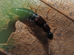 Gabrius splendidulus