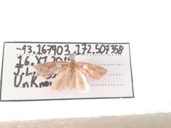 Planotortrix notophaea