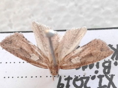 Planotortrix notophaea