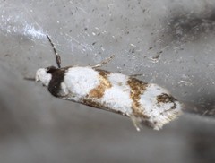 Isomoralla gephyrota