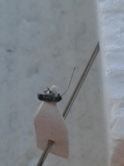 Euciodes suturalis
