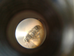 Euciodes suturalis