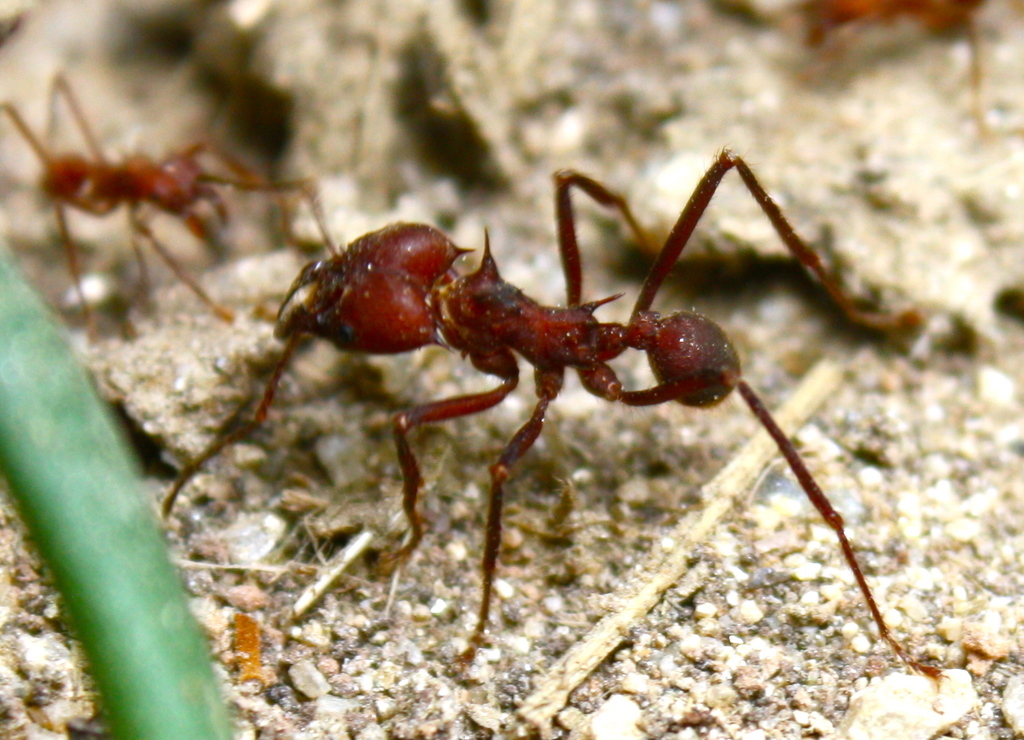 Colombian Leafcutter Ant