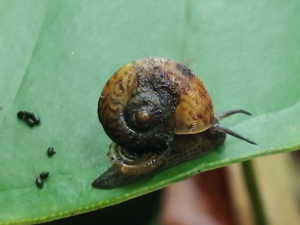 Aulopoma