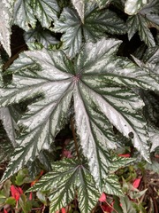 Begonia picta