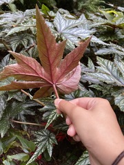 Begonia picta