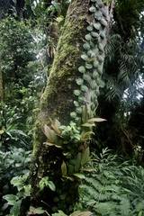 Marcgraviaceae